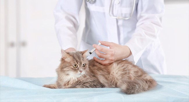 การฉีดวัคซีนแมว
